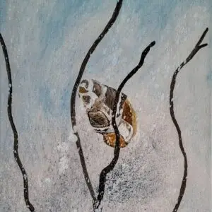 Coquille vide 3