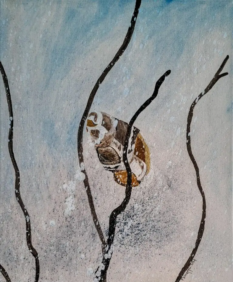Coquille vide 3